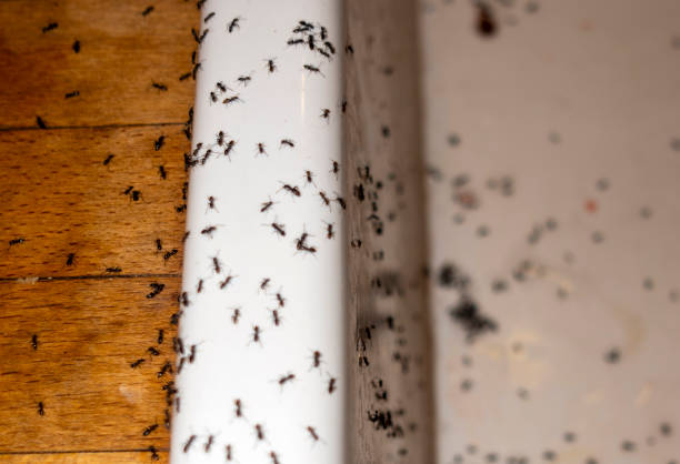 Best Cockroach Control Services  in Whitney, NV